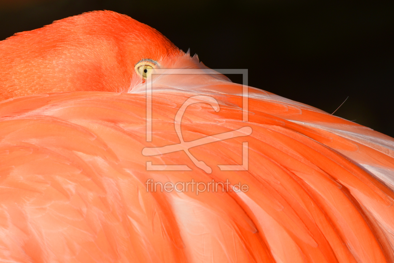 Bild-Nr.: 10907243 Flamingo erstellt von RoLeX