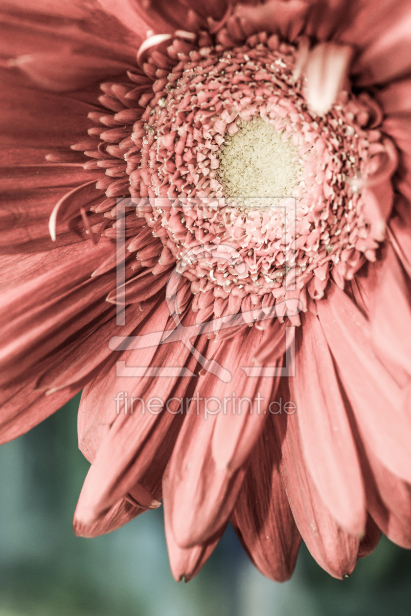 Bild-Nr.: 10908507 rosa Gerbera erstellt von hannes cmarits