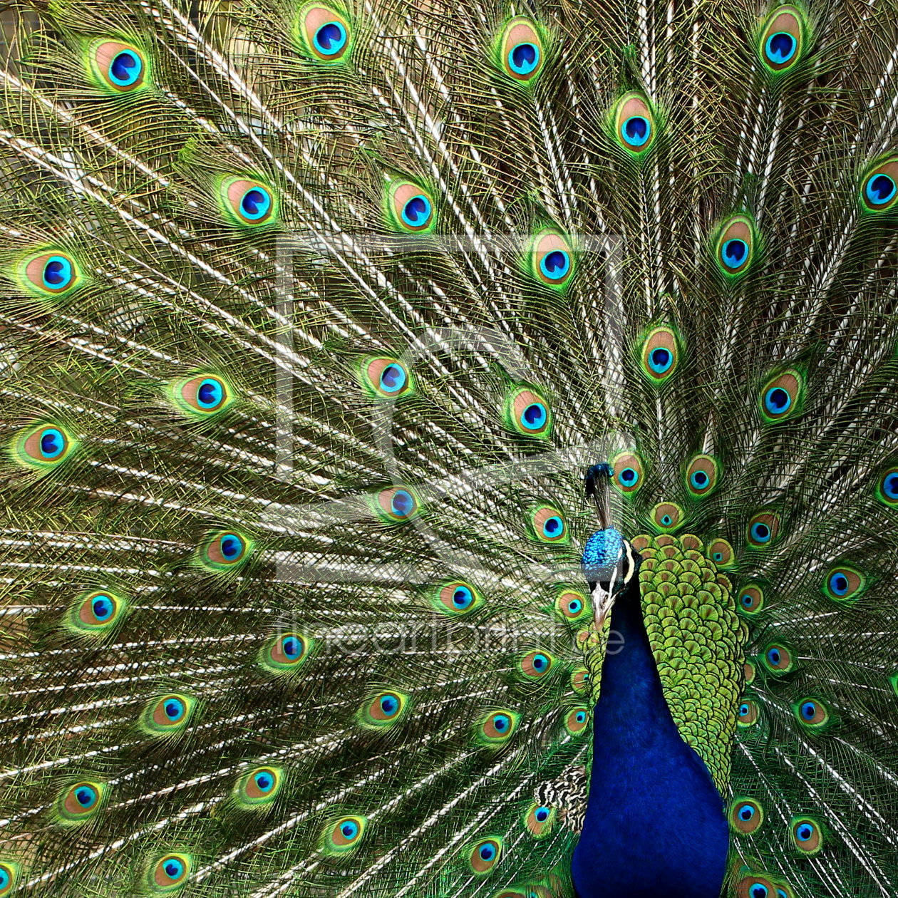 Bild-Nr.: 10909123 Pfau erstellt von Heike  Hultsch