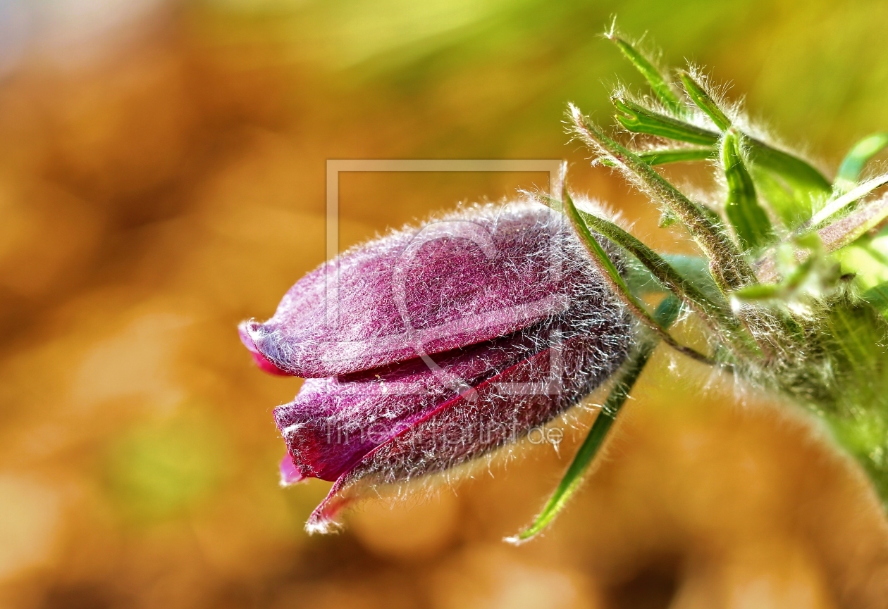 Bild-Nr.: 10909315 Pulsatilla erstellt von falconer59