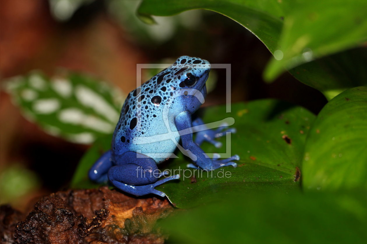 Bild-Nr.: 10910299 Pfeilgiftfrosch erstellt von Heike  Hultsch