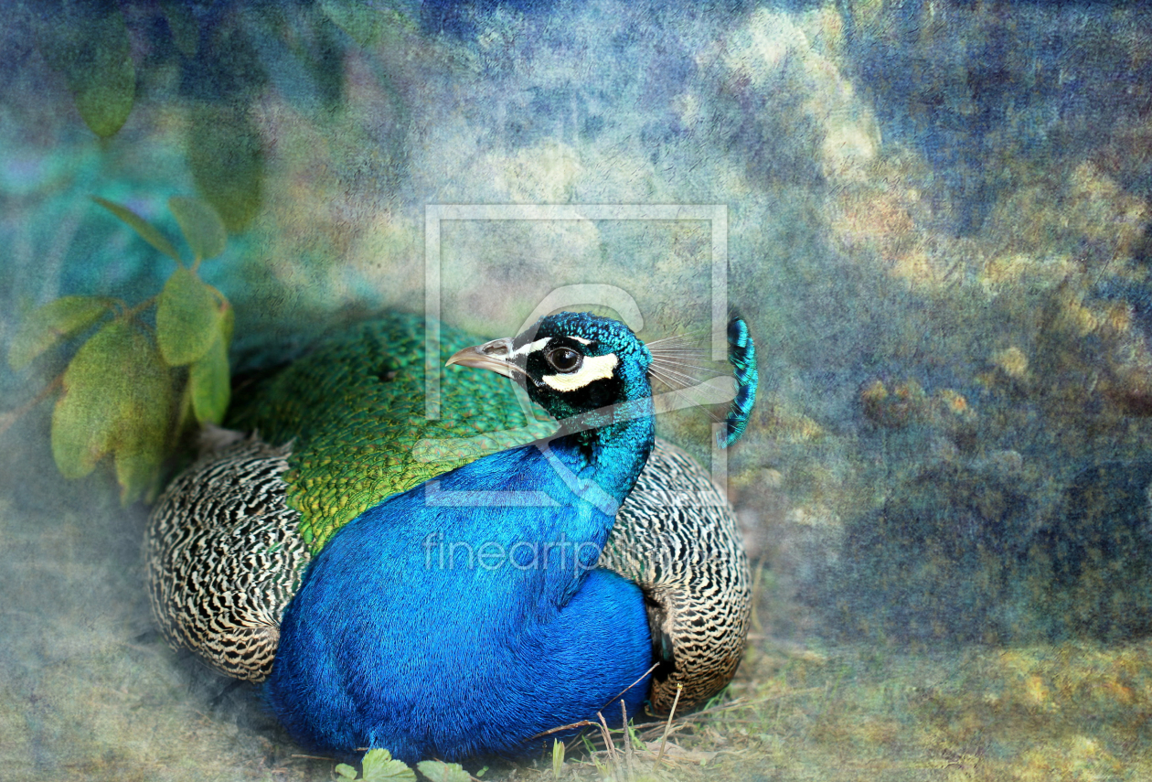 Bild-Nr.: 10911445 Blauer Pfau Pavo cristatus erstellt von Heike  Hultsch
