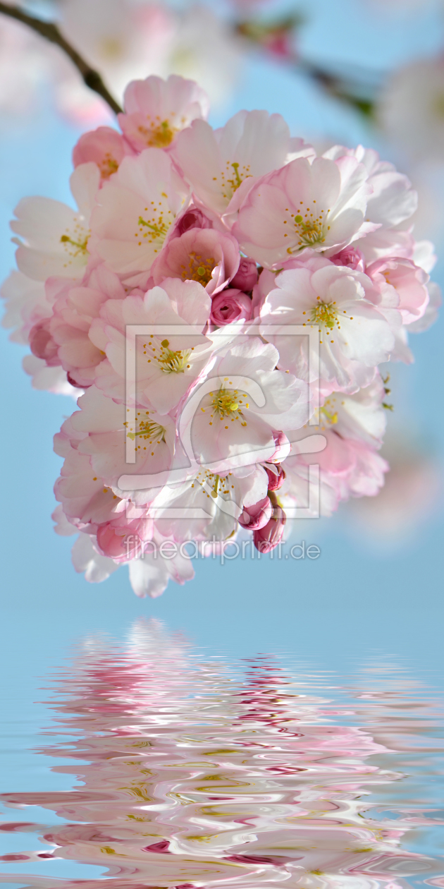 Bild-Nr.: 10912273 Kirschblüte erstellt von Atteloi