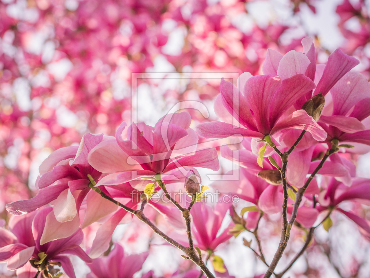 Bild-Nr.: 10912931 Magnolien Blüten 4 erstellt von Johann Oswald