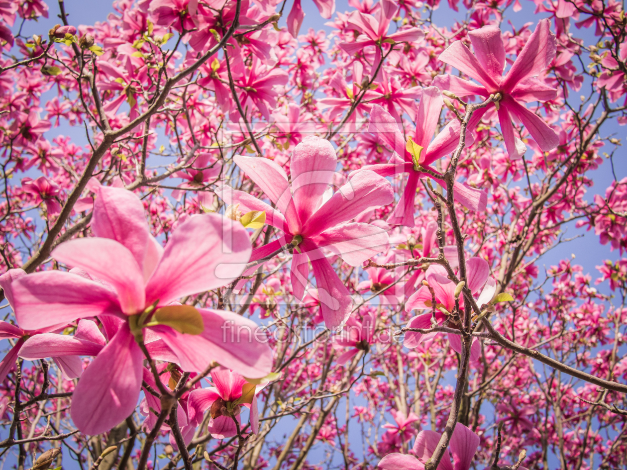 Bild-Nr.: 10912939 Magnolien Blüten 5 erstellt von Johann Oswald