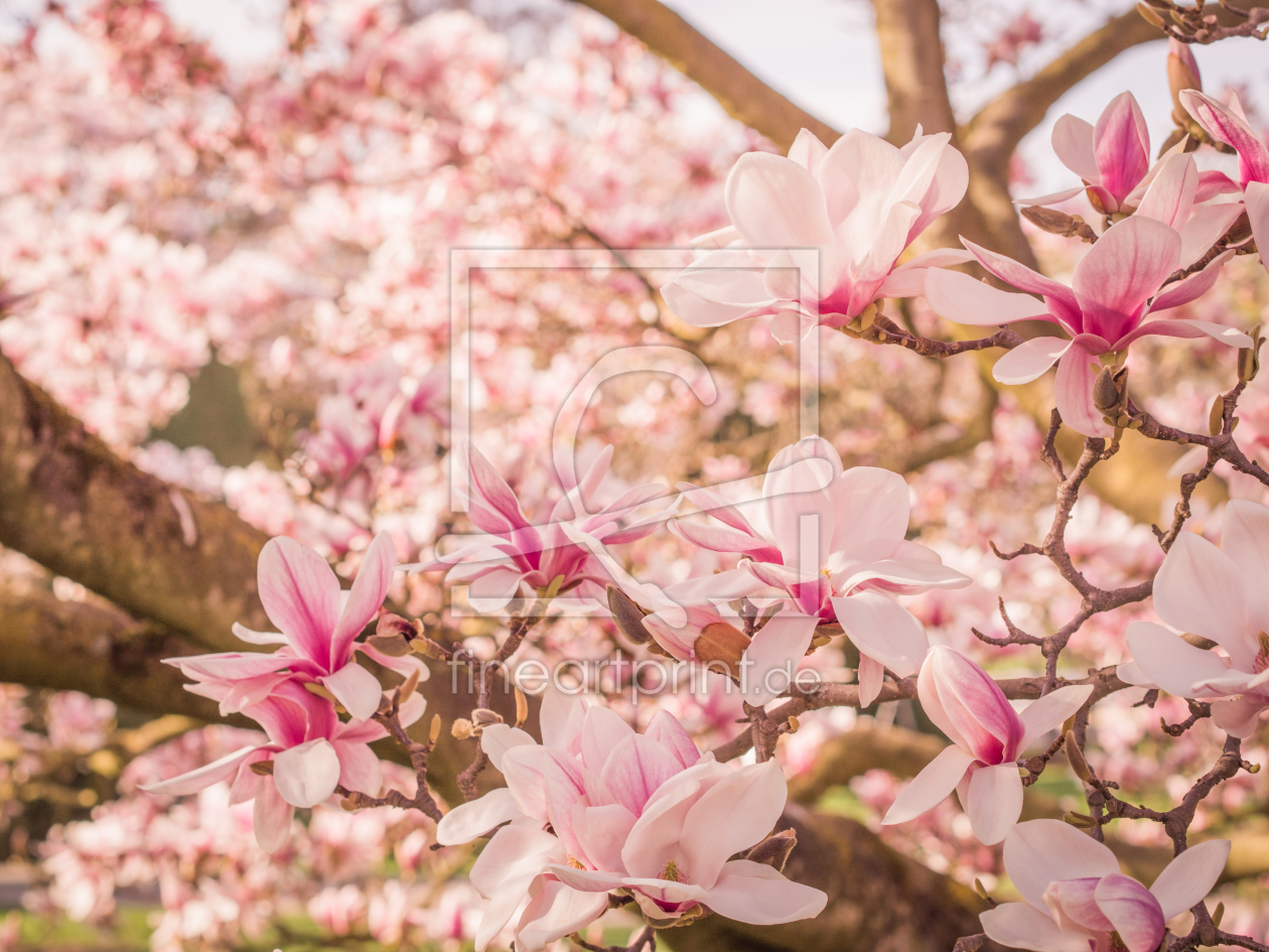 Bild-Nr.: 10912955 Magnolien Blüten 7 erstellt von Johann Oswald