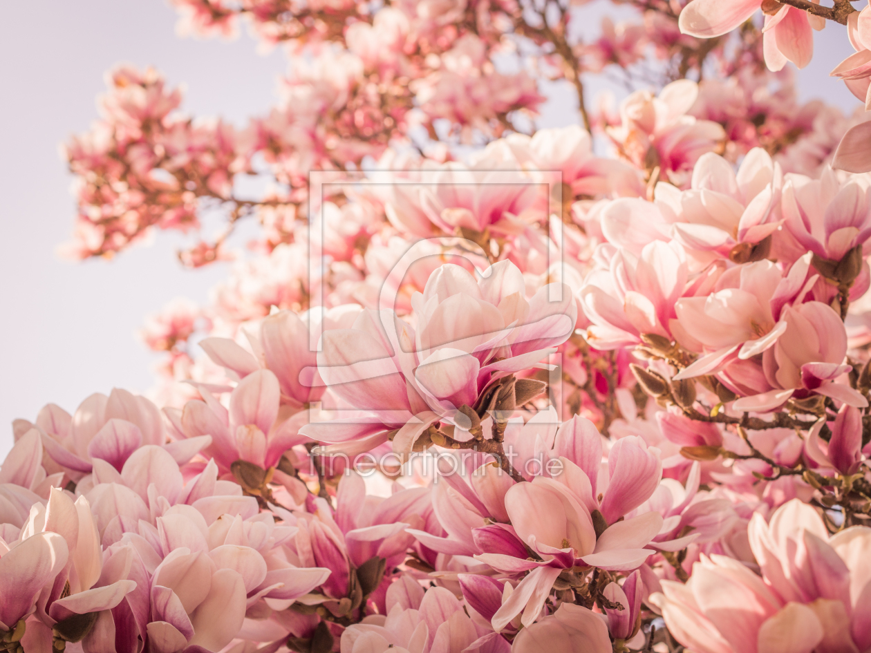 Bild-Nr.: 10912963 Magnolien Blüten 9 erstellt von Johann Oswald