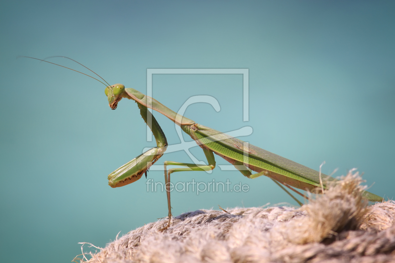 Bild-Nr.: 10913929 Mantis erstellt von FotoDeHRO