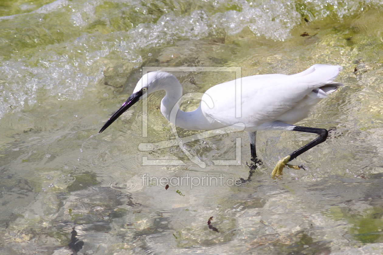 Bild-Nr.: 10914057 Afrikanischer Seidenreiher erstellt von FotoDeHRO