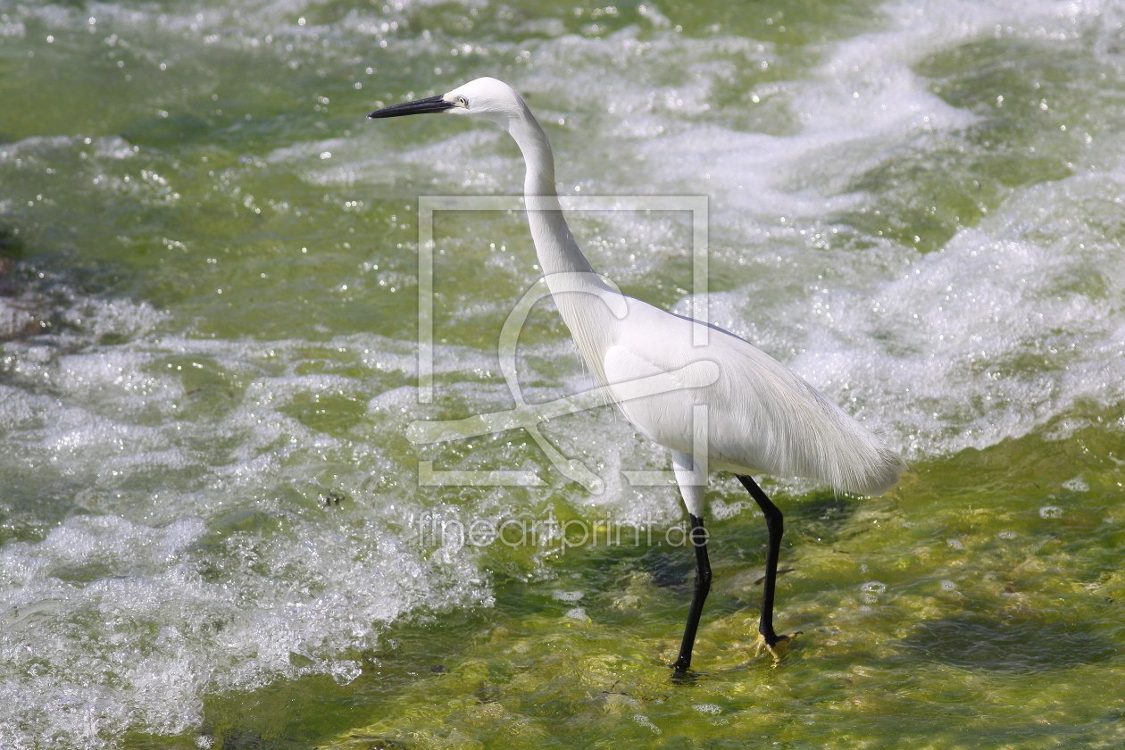 Bild-Nr.: 10914071 Afrikanischer Seidenreiher erstellt von FotoDeHRO