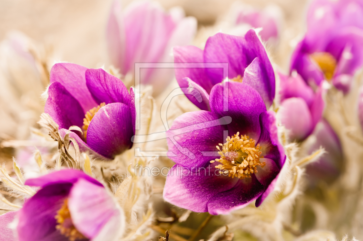 Bild-Nr.: 10914155 Küchenschelle - Kuhschelle - Pulsatilla Vulgaris erstellt von fefufoto