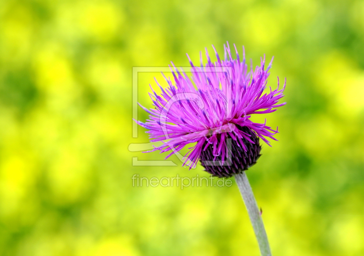 Bild-Nr.: 10914483 nur eine Distel erstellt von GUGIGEI