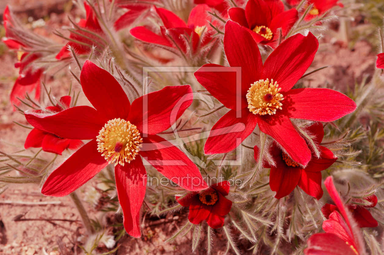 Bild-Nr.: 10914943 Küchenschelle - Kuhschelle - Pulsatilla Vulgaris erstellt von fefufoto