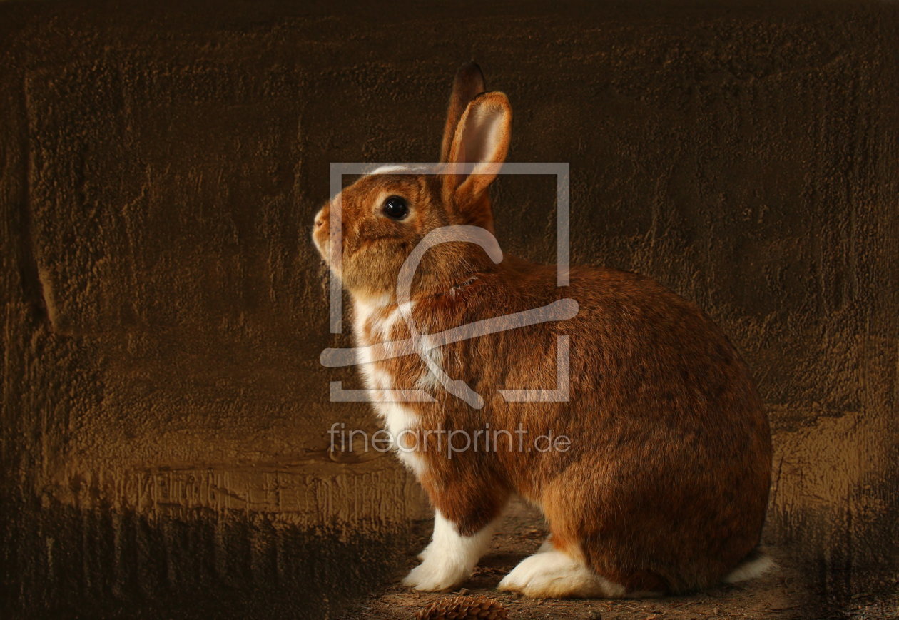 Bild-Nr.: 10915635 Hasen-Kaninchen :- erstellt von Heike Hultsch