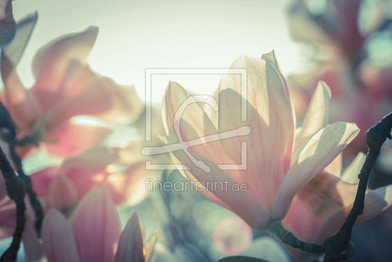 Bild-Nr.: 10916055 Magnolien erstellt von MaFiFo