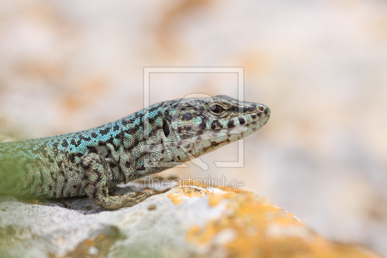 Bild-Nr.: 10916579 Formentera Echse erstellt von FotoDeHRO
