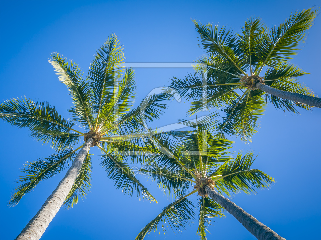 Bild-Nr.: 10916705 Palmen und Himmel erstellt von Markus Gann