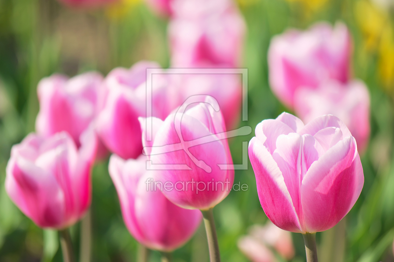 Bild-Nr.: 10922297 Tulpenzeit  erstellt von Angela  Dölling