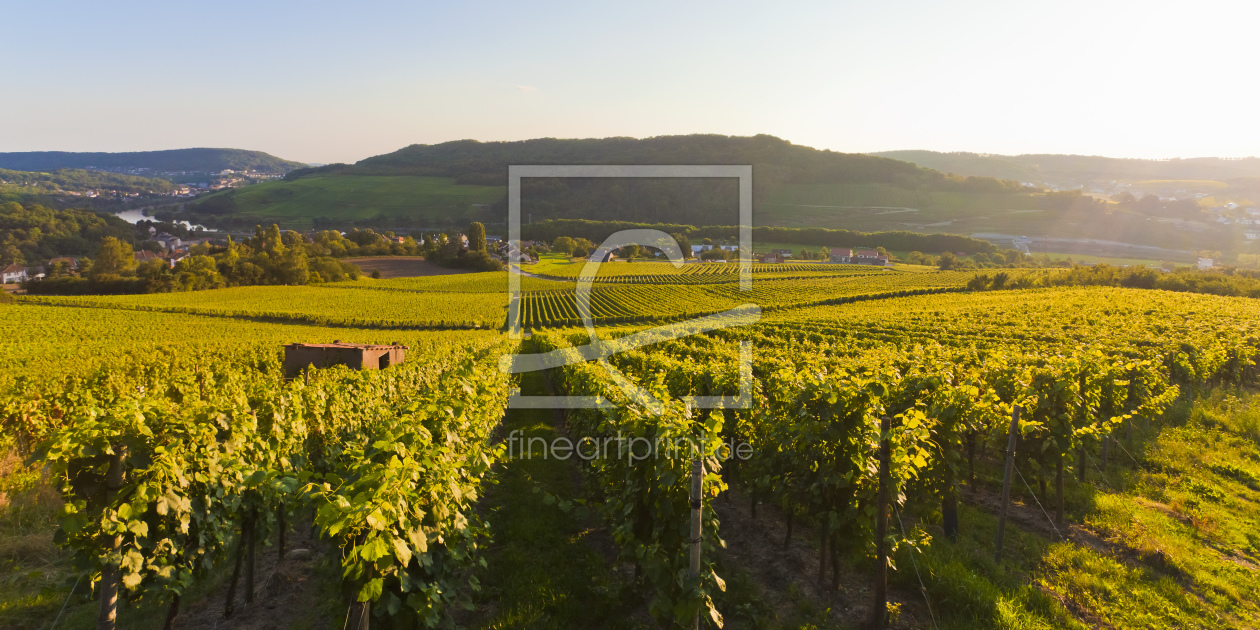 Bild-Nr.: 10924249 WEINBERGE, SAARLAND erstellt von dieterich