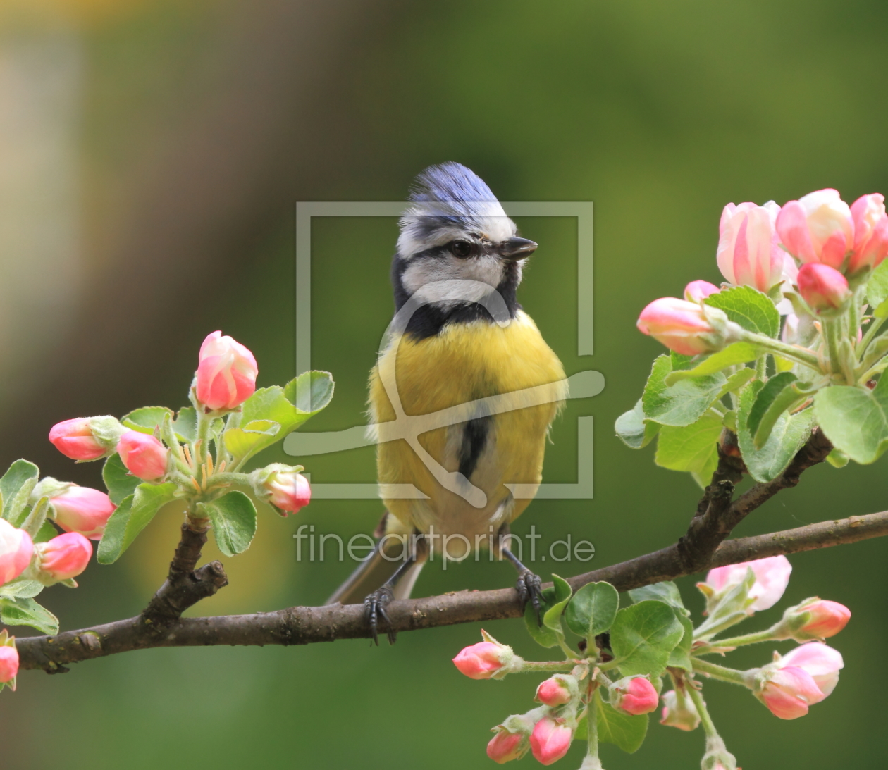 Bild-Nr.: 10924607 Blaumeise mit Apfelblüte erstellt von Uwe Fuchs