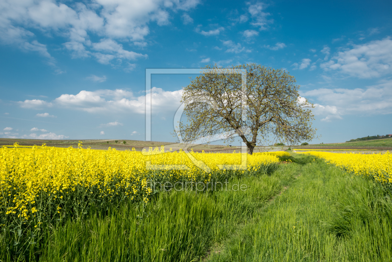 Bild-Nr.: 10925943 Baum am Rapsfeld erstellt von Erhard Hess