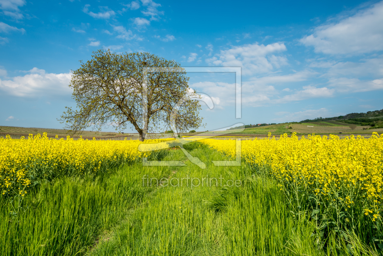 Bild-Nr.: 10926697 Baum am Rapsfeld II erstellt von Erhard Hess