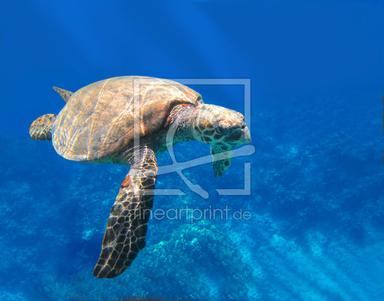 Bild-Nr.: 10926769 Turtle erstellt von Tina Melz