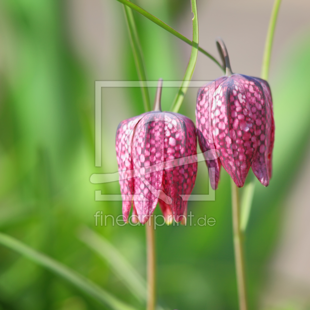 Bild-Nr.: 10927543 Schachbrettblume erstellt von FotoDeHRO