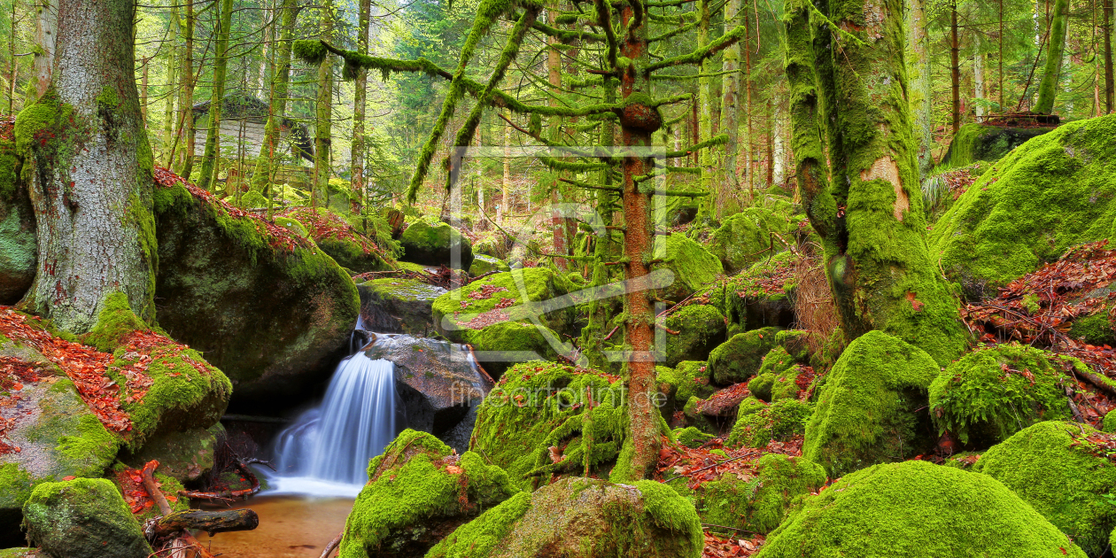 Bild-Nr.: 10928473 Badischer Urwald erstellt von Thomas Herzog