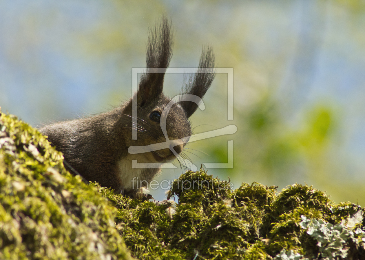 Bild-Nr.: 10928481 Eichhörnchen erstellt von Anja Schäfer