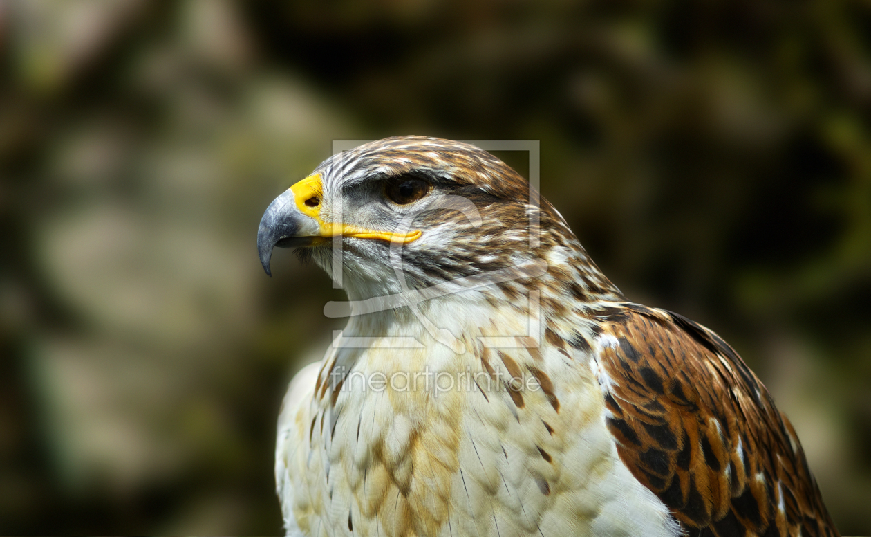 Bild-Nr.: 10928999 Königsrauhfußbussard erstellt von Jan Domke