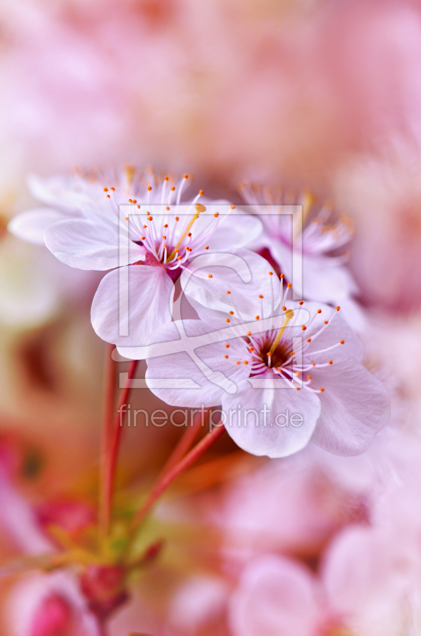 Bild-Nr.: 10929635 Frühlingsblüte erstellt von Atteloi