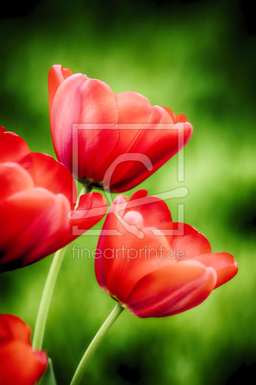 Bild-Nr.: 10929657 Vier Tulpen erstellt von Timo Geble