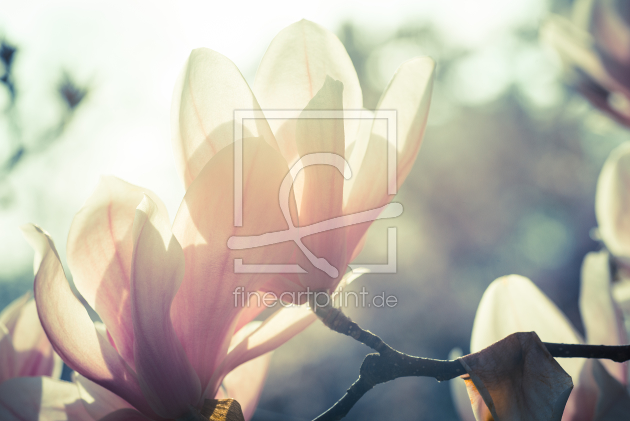 Bild-Nr.: 10929683 Magnolien 4 erstellt von MaFiFo