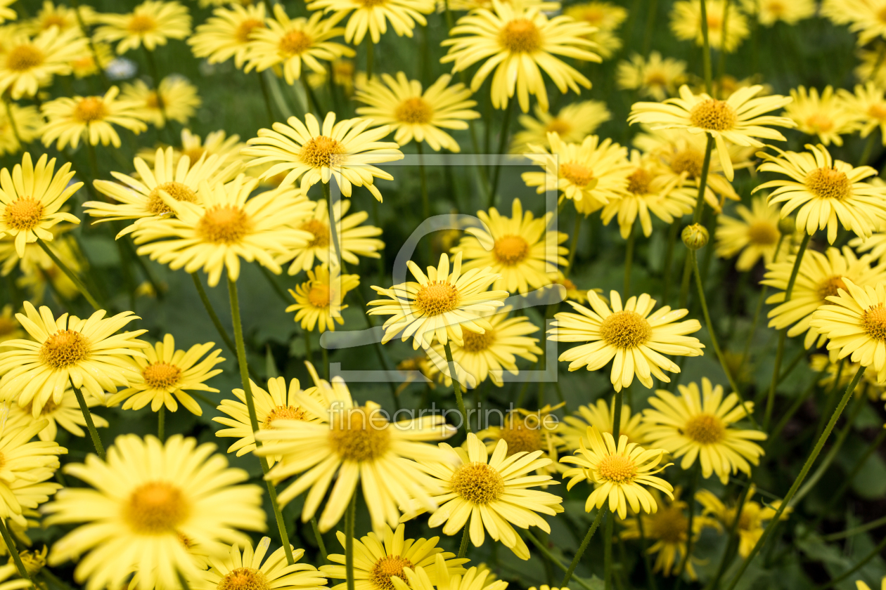 Bild-Nr.: 10929801 Blumenwiese erstellt von DieWernerin