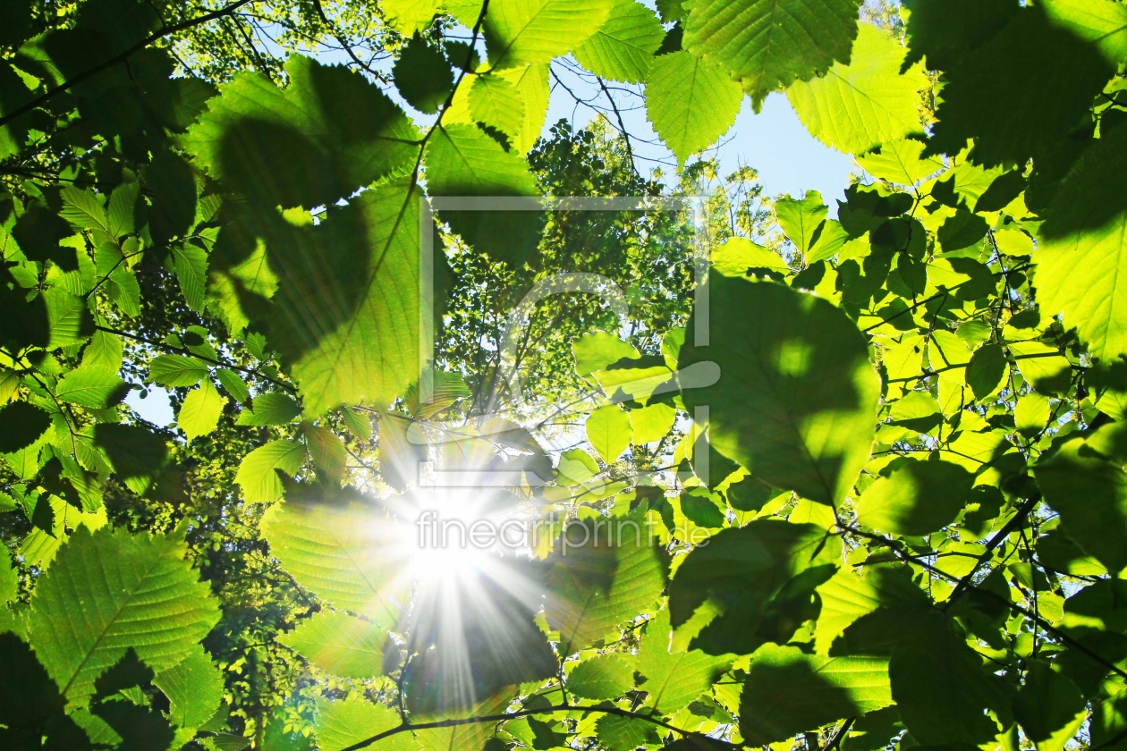 Bild-Nr.: 10929905 Blätterdach und Sonne erstellt von SusaZoom