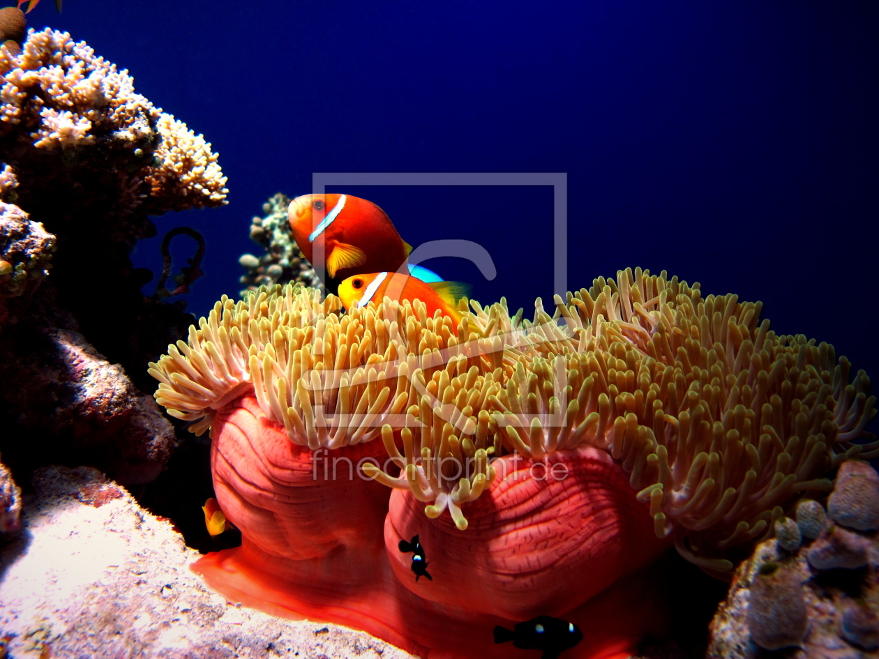 Bild-Nr.: 10930095 Anemonenfische erstellt von Malediven-Bilder-de