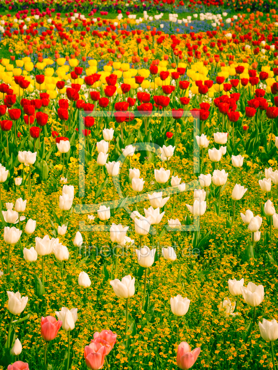 Bild-Nr.: 10930449 Tulpen 4 erstellt von Johann Oswald