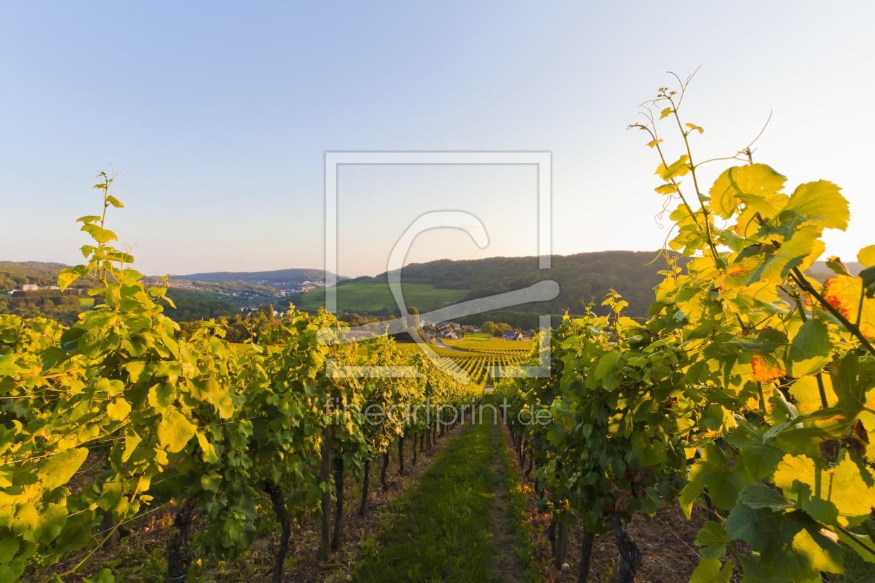 Bild-Nr.: 10930731 WEINBERG IM MOSELTAL, SAARLAND erstellt von dieterich