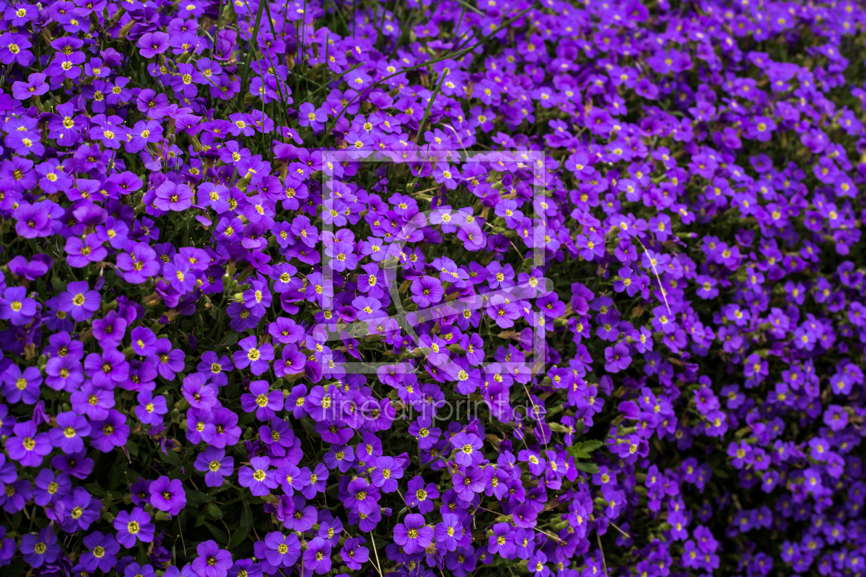 Bild-Nr.: 10932137 Wild Violet erstellt von DieWernerin