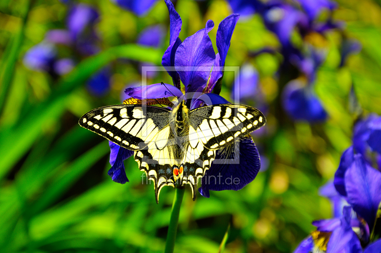 Bild-Nr.: 10932335 Butterfly erstellt von spima