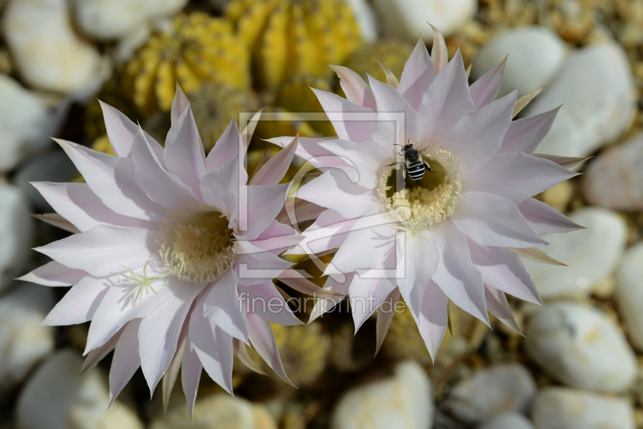 Bild-Nr.: 10932363 Kaktusblüte mit Biene erstellt von klingbum