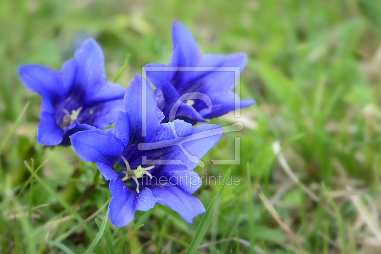 Bild-Nr.: 10932689 Blauer Enzian erstellt von DenisFeiner