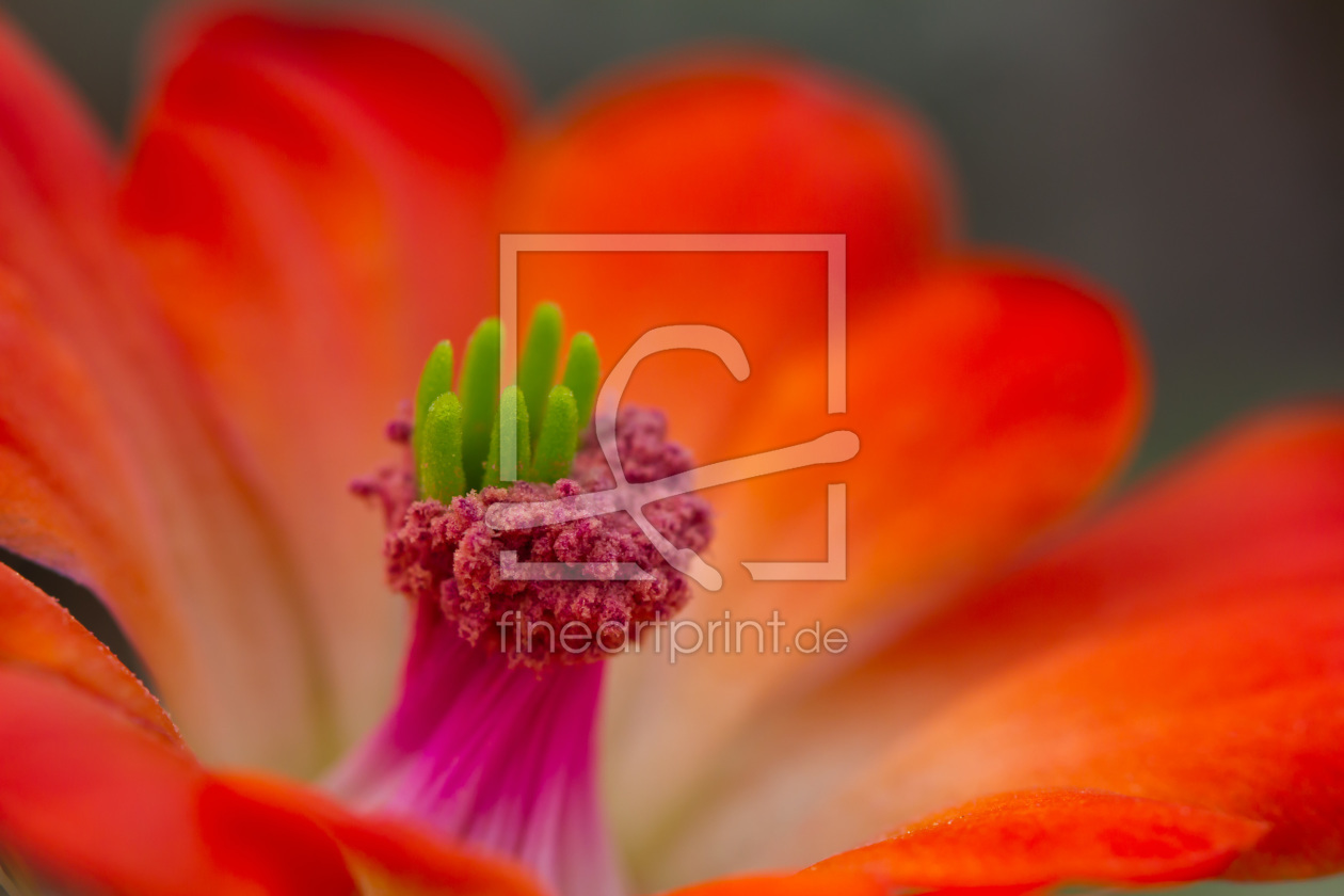 Bild-Nr.: 10932727 Echinocereus coccineus - Igelsäulenkaktus erstellt von Ursula  Di Chito