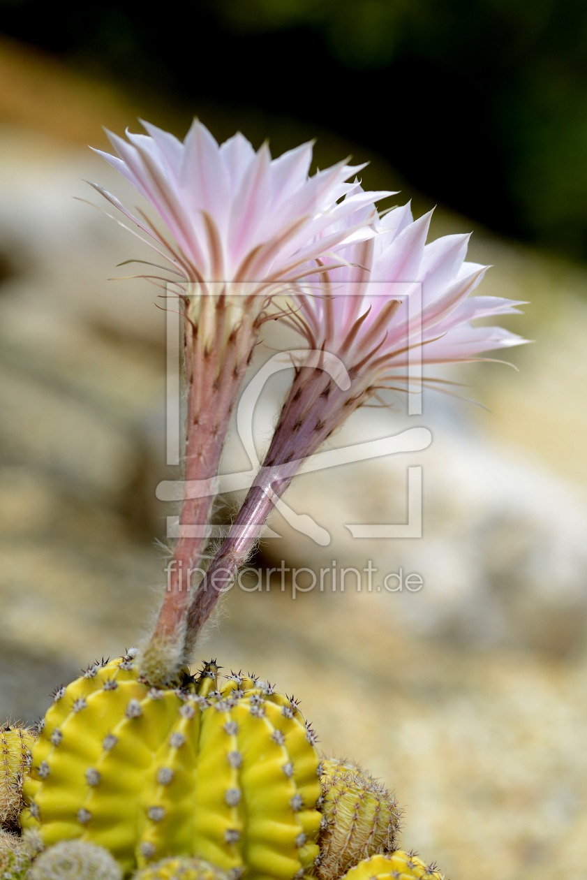 Bild-Nr.: 10932761 2 Kaktusblüten erstellt von klingbum