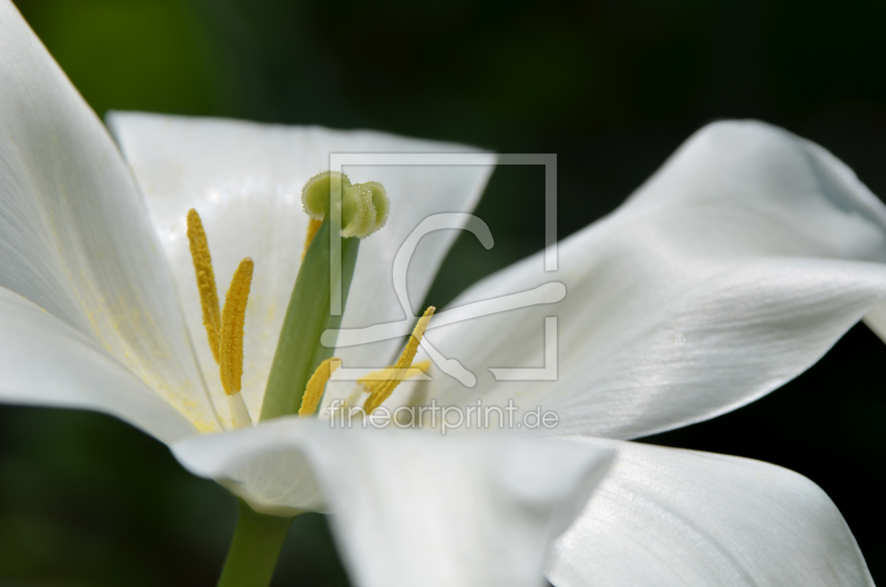 Bild-Nr.: 10933061 Tulpe erstellt von Atteloi