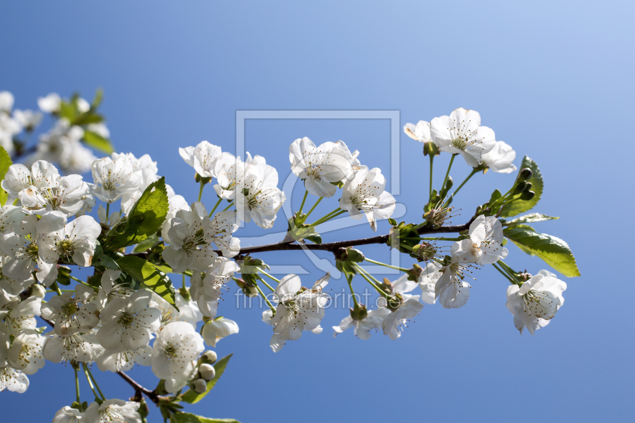Bild-Nr.: 10933775 Kirschblüten vor blauem Himmel erstellt von DieWernerin