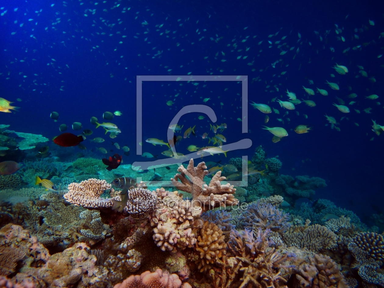Bild-Nr.: 10935609 Einzigartige Unterwasserwelt erstellt von Malediven-Bilder-de