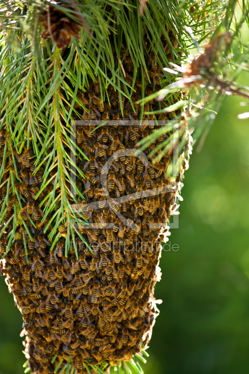 Bild-Nr.: 10935955 Bienenschwarm erstellt von Gilidhor