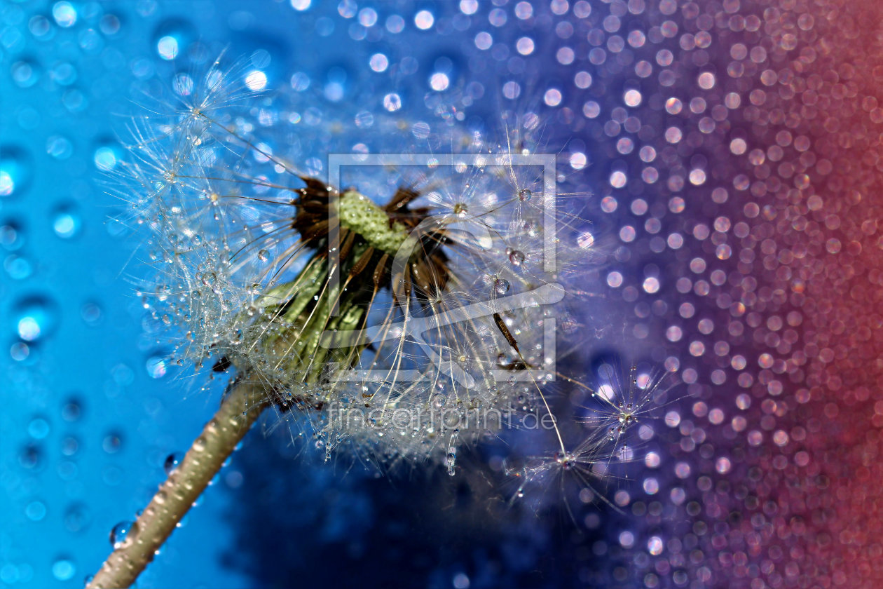 Bild-Nr.: 10936109 Puste - Blume erstellt von Heike Hultsch